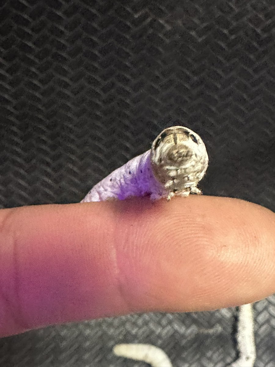 Simeji(K&G Factory) tweet media