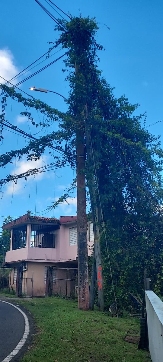 LEALTAD, PARA UN PUERTO RICO, MEJOR. tweet media