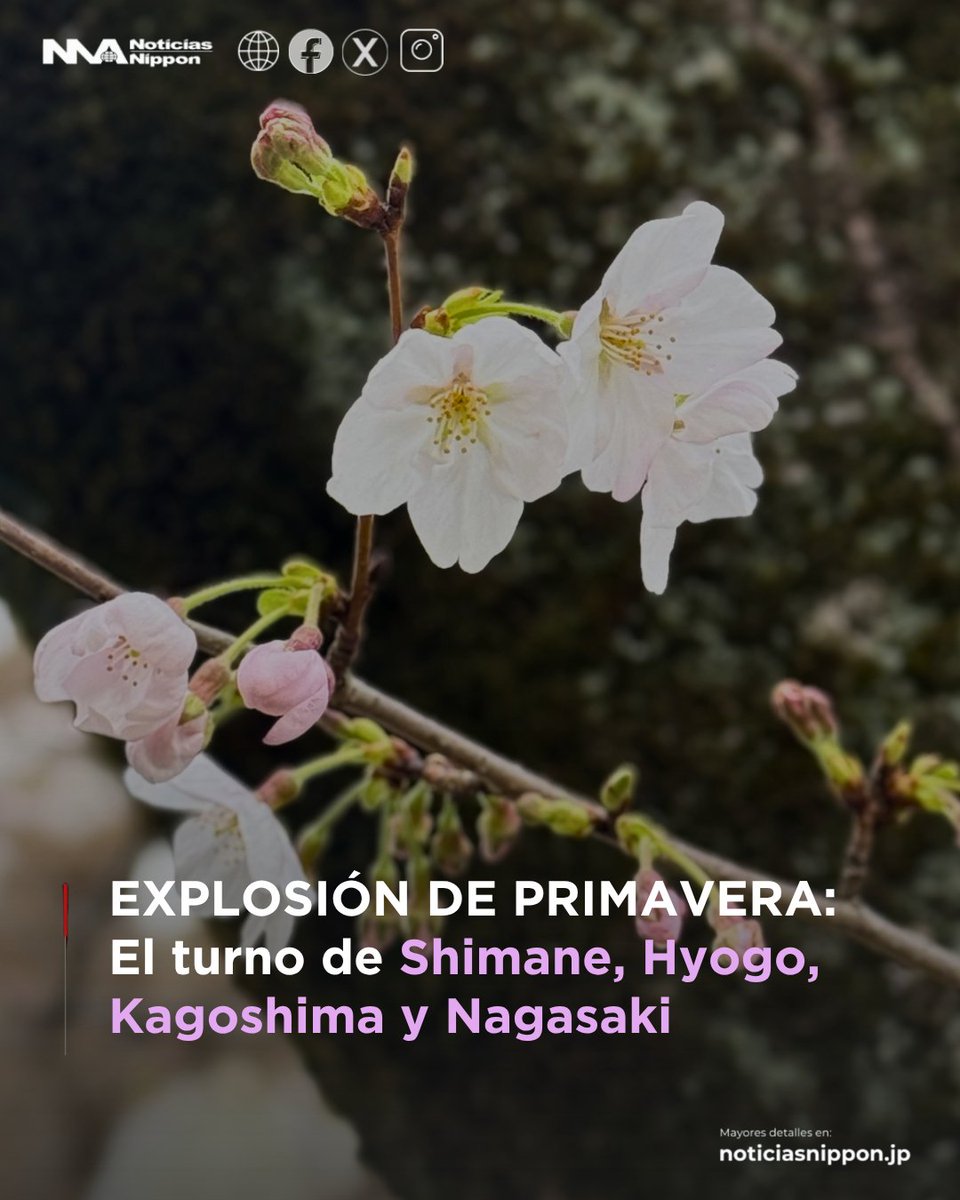 NoticiasNippon's tweet photo. [#桜 | #sakura]   PROMESA DE PRIMAVERA: Tras un largo invierno, los #cerezos vuelve a sonreír en el sur

👉 https://t.co/9BosQJFMNi

#PrimaveraEnJapón #NoticiasNippon #noticiasdejapón https://t.co/aE9ATLRmEB