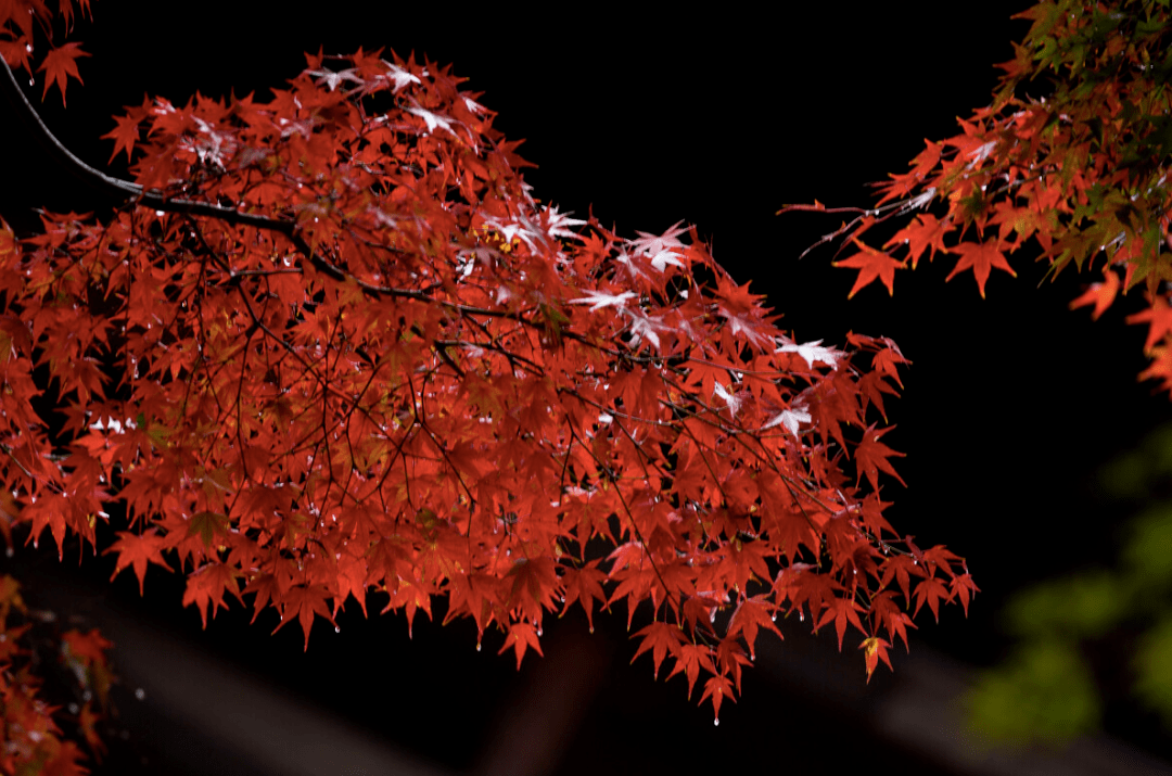 روان. tweet media