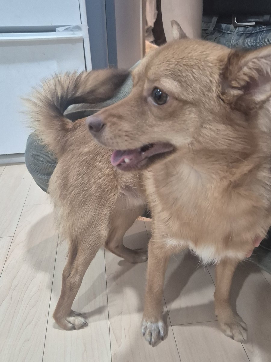 🍤우동 tweet media