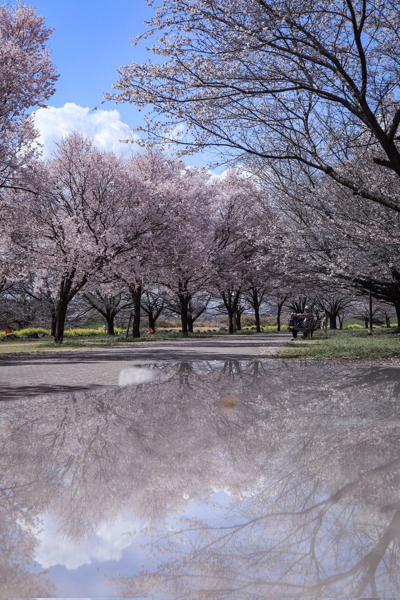 グンマーの馬🐴 tweet media