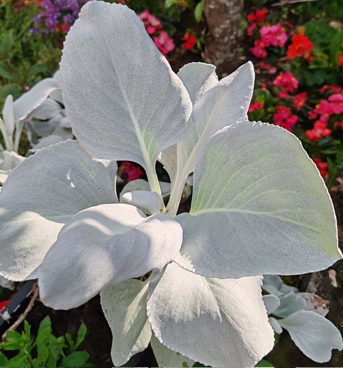 FlipTheTrueVIP tweet media