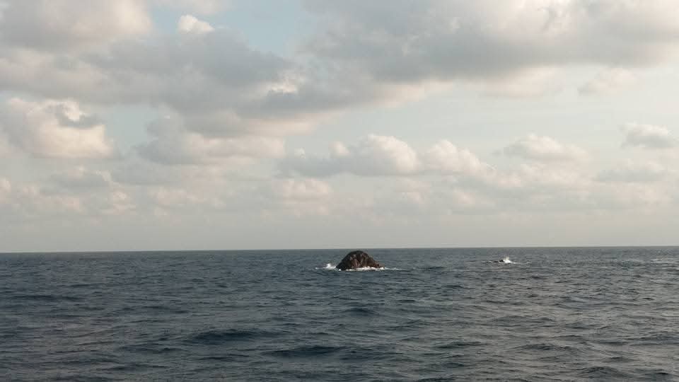 大吟醸船長 tweet media