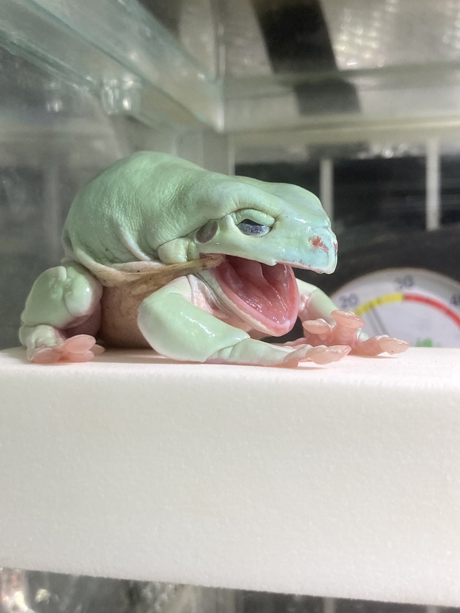 ちゃちゃん＊カエル生活 tweet media