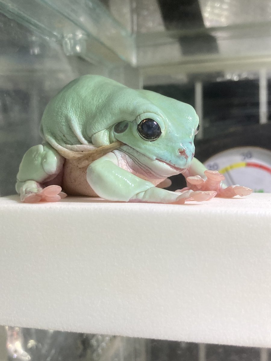 ちゃちゃん＊カエル生活 tweet media