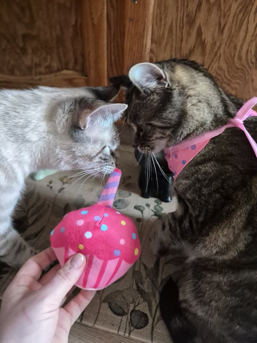 steph*•°.SaveDeadBoyDetectives tweet media