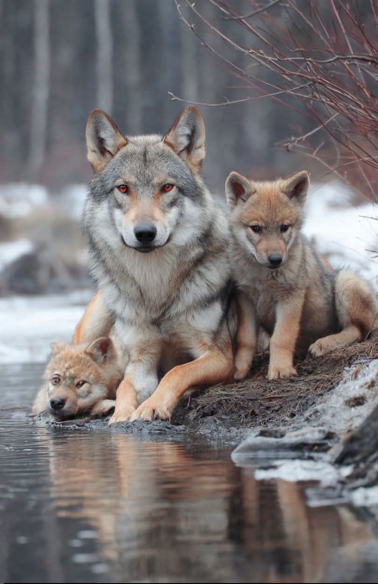 wolf lover community tweet media