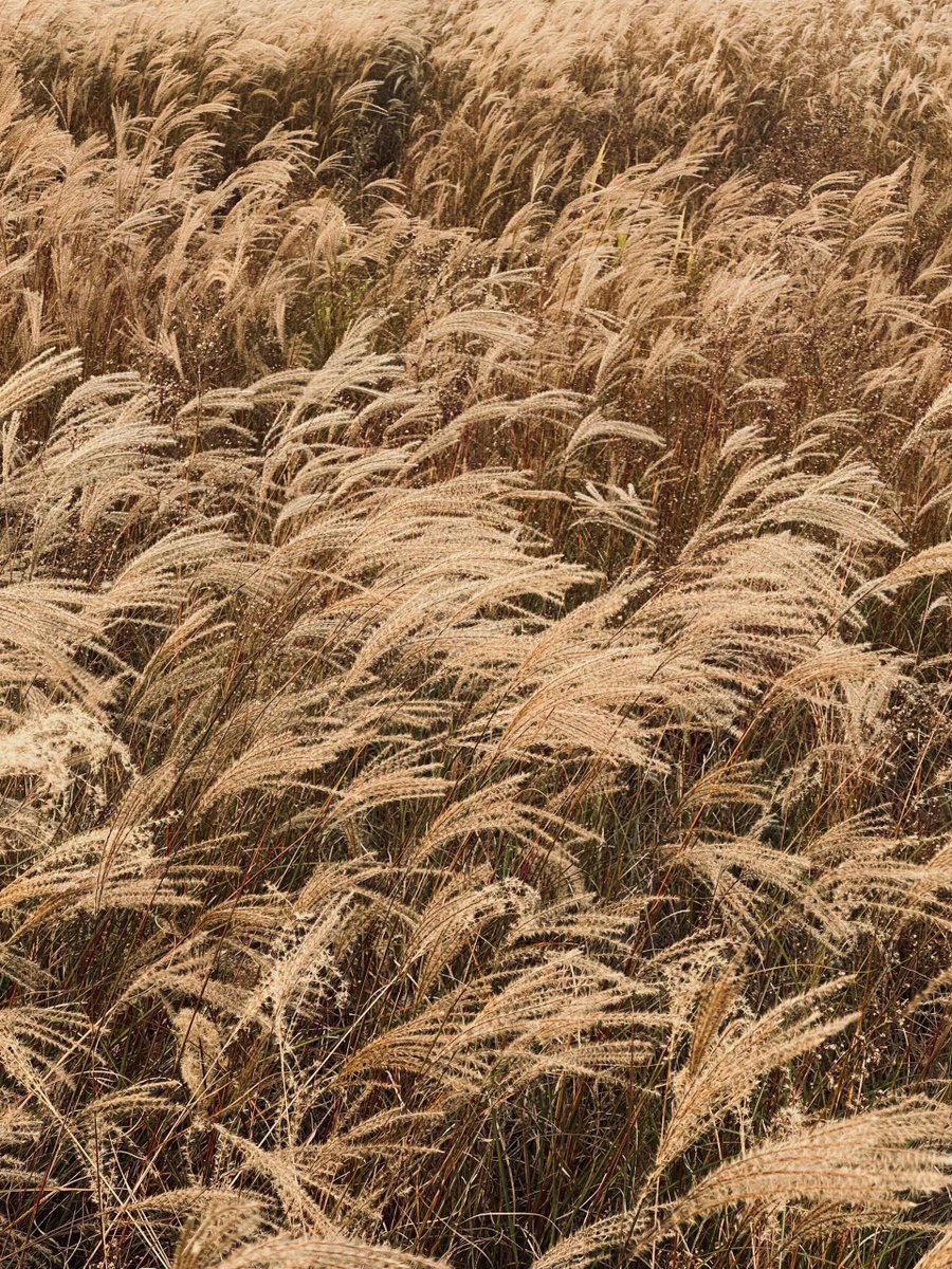 daniel tambunan tweet media