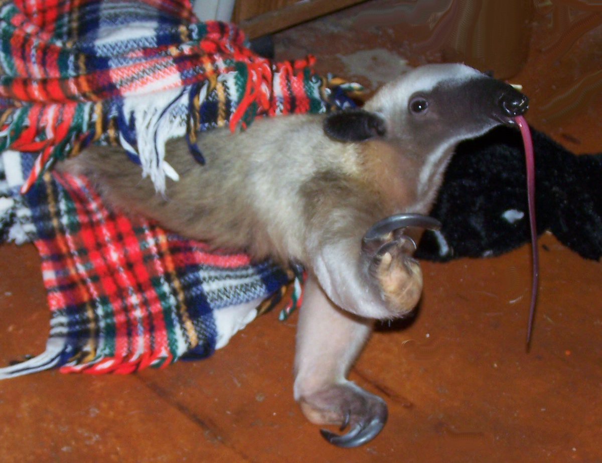 aurelio 😼🎸🐎 tweet media