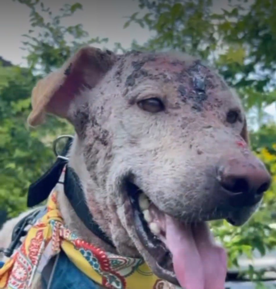 Lucy Fell 📚🎬🚀 tweet media