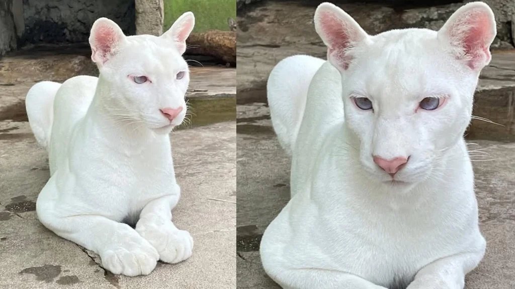 Local Street tweet media