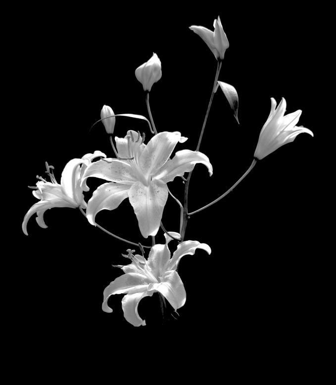 𝓦𝗈͟𝗇͟𝗒͟𝗈͟𝗎͟𝗇͟𝗀!✸ tweet media