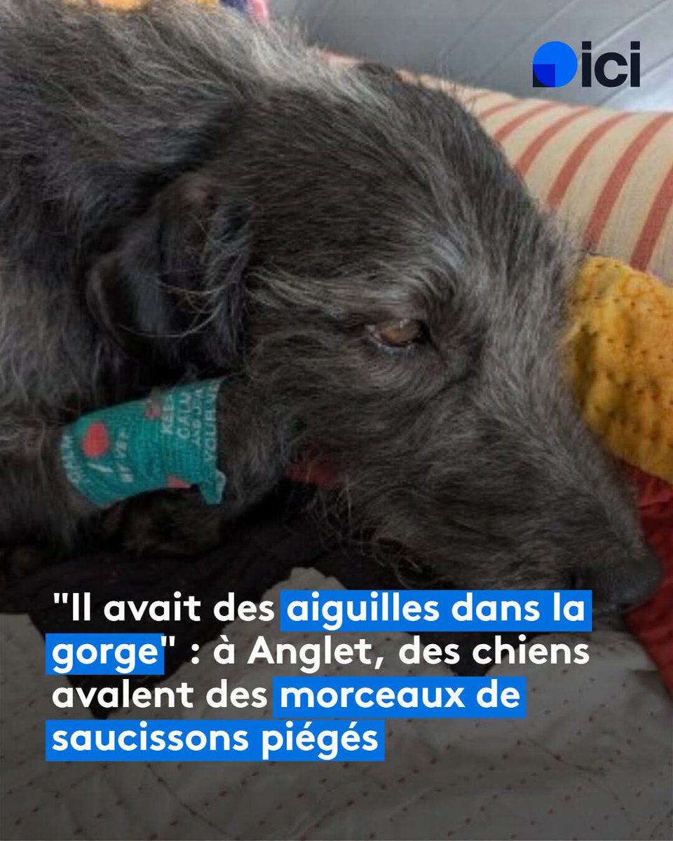 ‼️🚨Quelle horreur comment peut-on faire ça des animaux ? 
Putain je me calme parce que je vais être très violente‼️‼️‼️🚨😡👿

TÉMOIGNAGE - On a retrouvé les propriétaires d'un des chiens piégés avec du saucisson à Anglet
l.francebleu.fr/xOOn