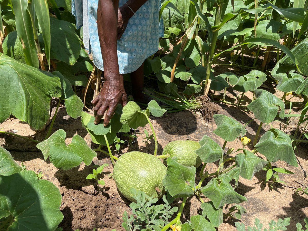 orapzenzele's tweet photo. Leah Moyo, one of 1,182 #SRP Tsholotsho participants, showcases thriving crops from timely seed support. A growing lead farmer, her field is now a learning hub, proof that climate-smart practices are transforming livelihoods
#SRPImpact #ClimateSmartAgriculture #Tsholotsho #orap https://t.co/15fyvI21hd