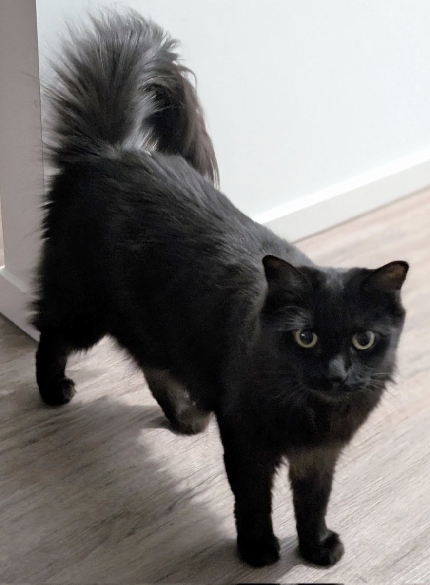 黒猫のベアモアと飼い主🇦🇺 tweet media