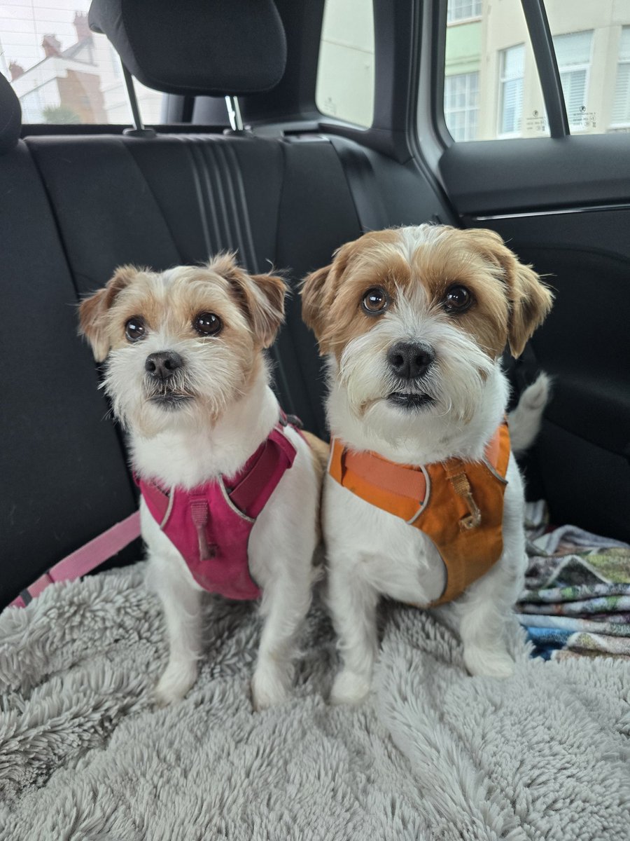 MillieandGriff tweet media