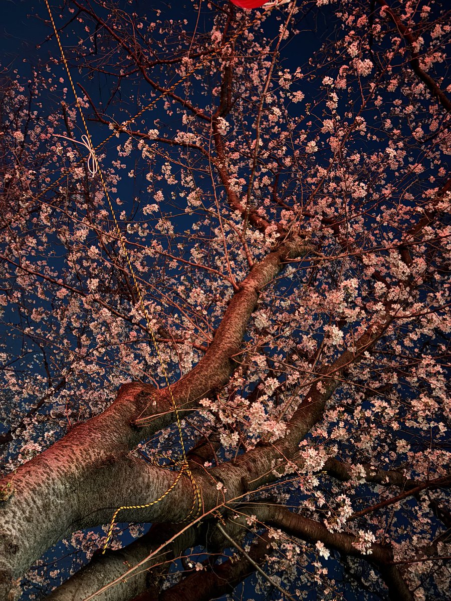 たむ@新規アカ tweet media