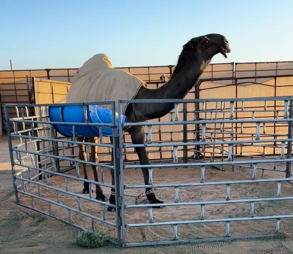 عساس الحدود tweet media