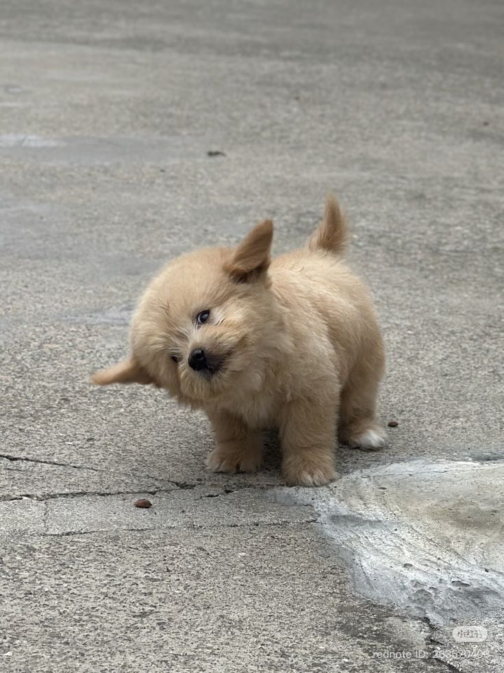 Dogs all the way tweet media