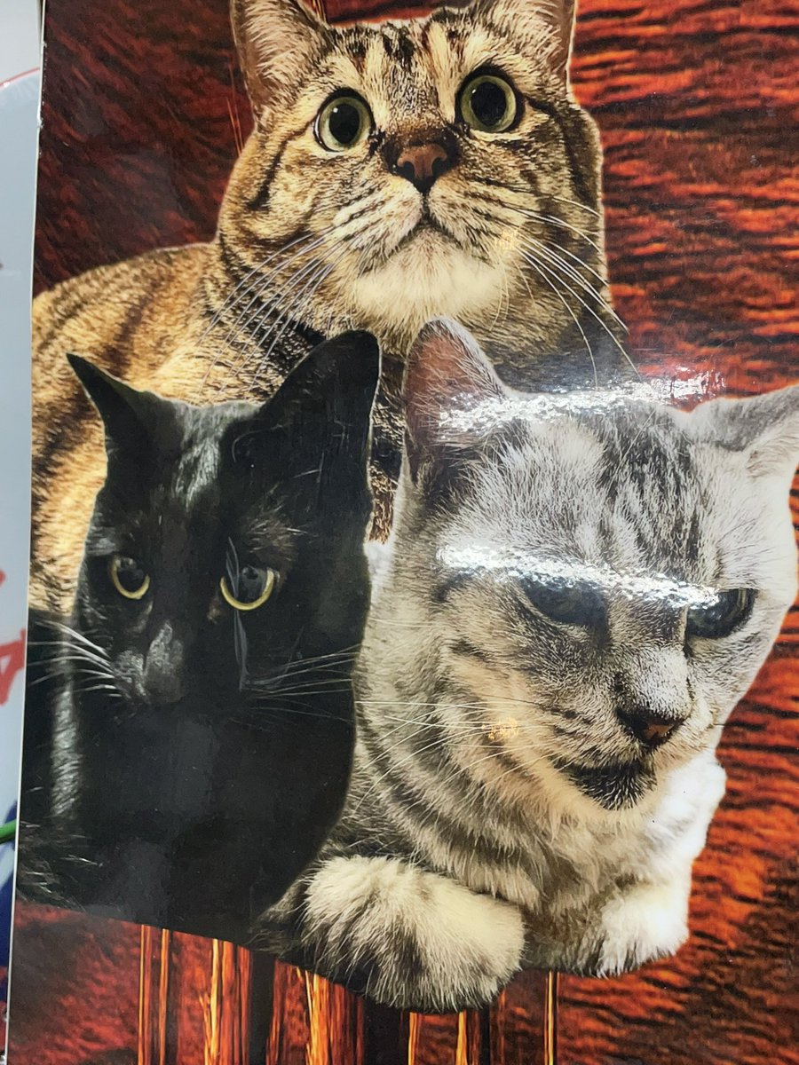 ICEtune🕊Kobayashi tweet media