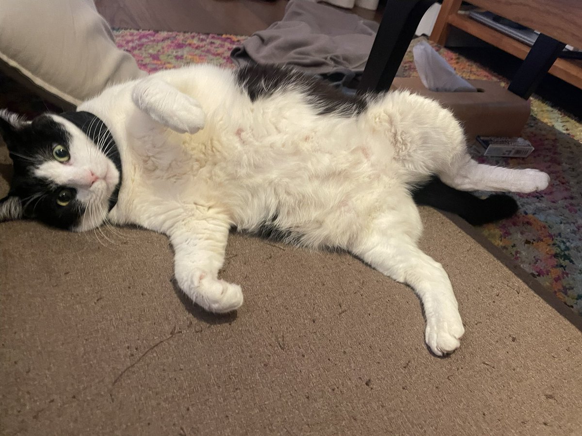 ICEtune🕊Kobayashi tweet media