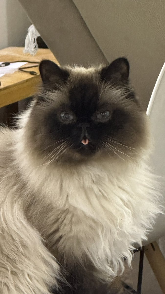 Dear Diary tweet media