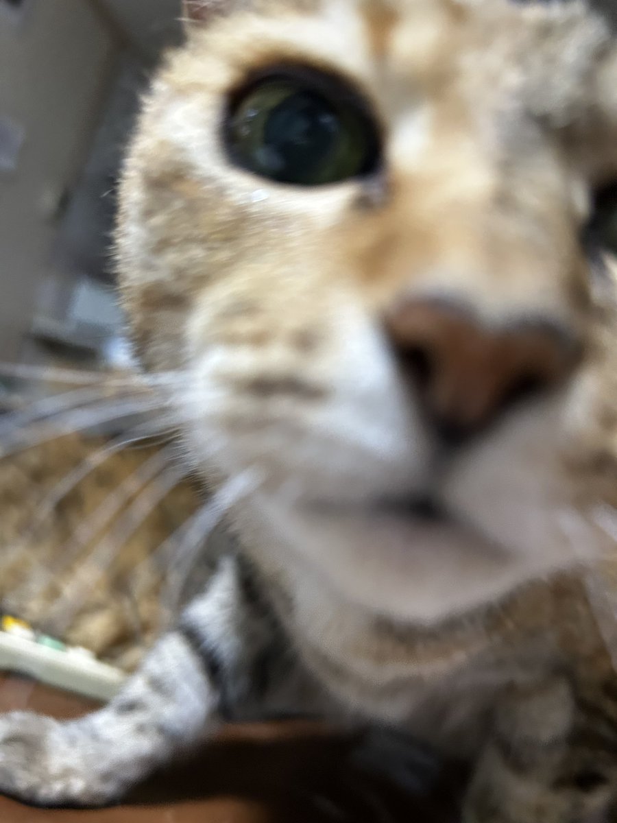 KURØ(てんちょ) tweet media