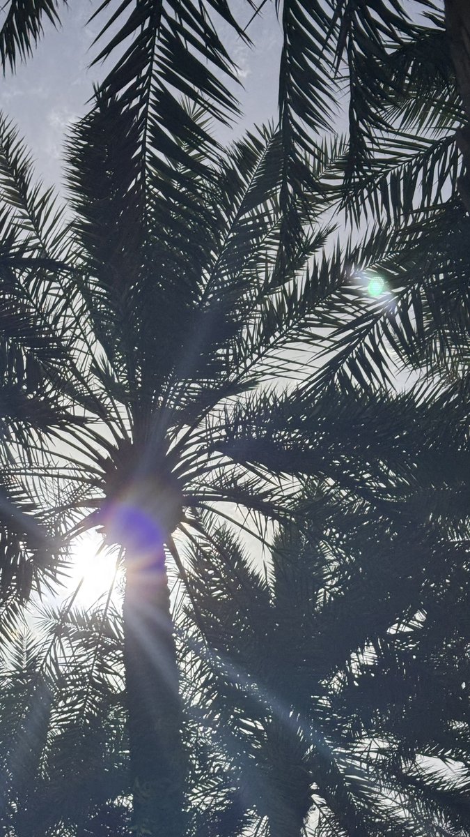 نَوال🪴 tweet media