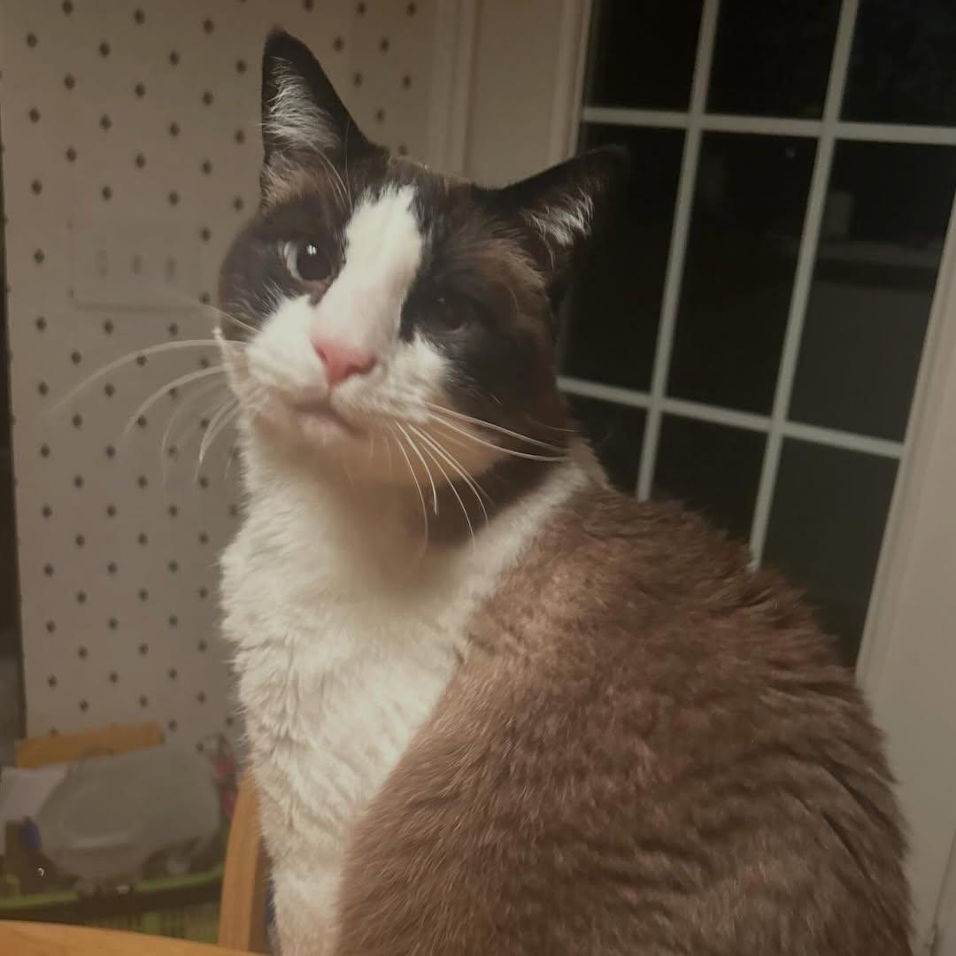 Sara Mary ⭐❤️ tweet media