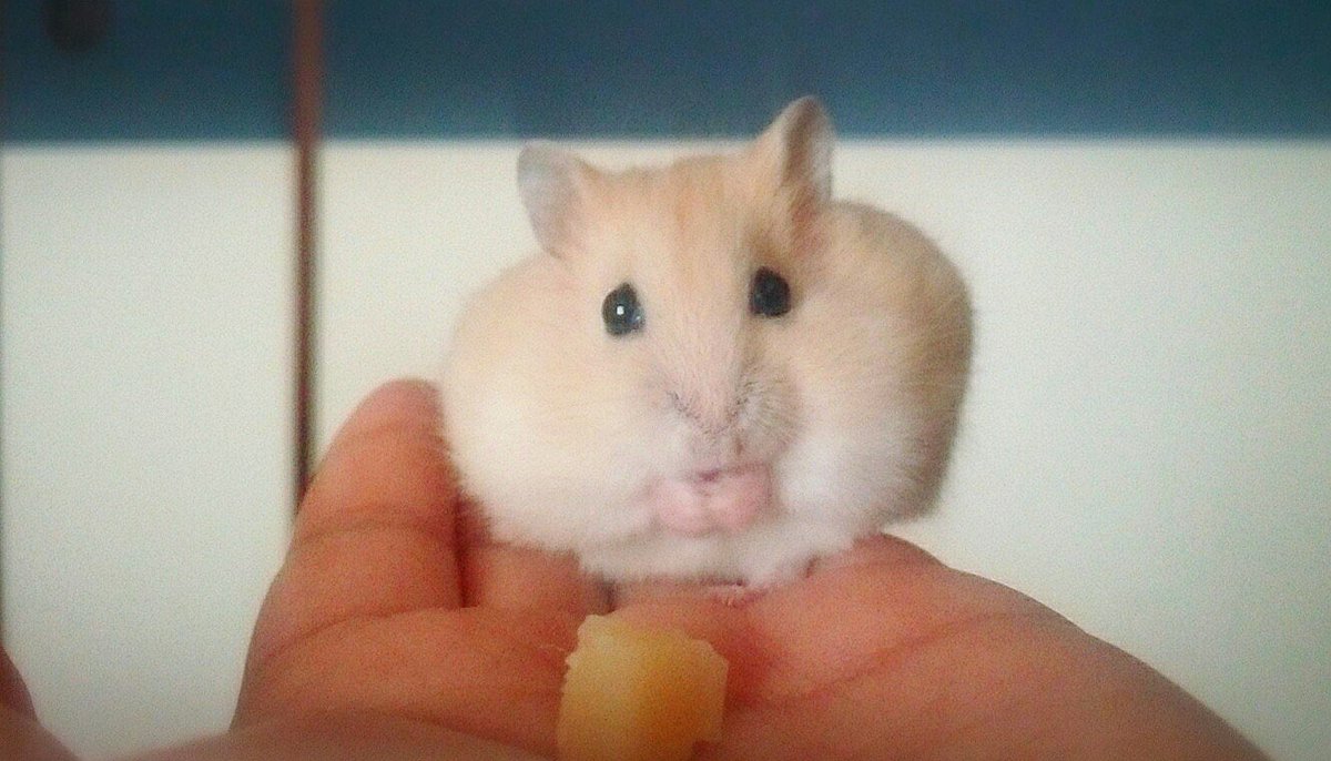 りなりな tweet media