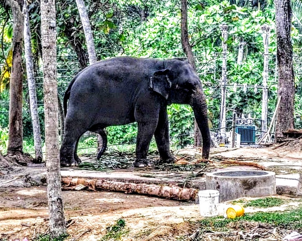 L'inTroKuptible tweet media