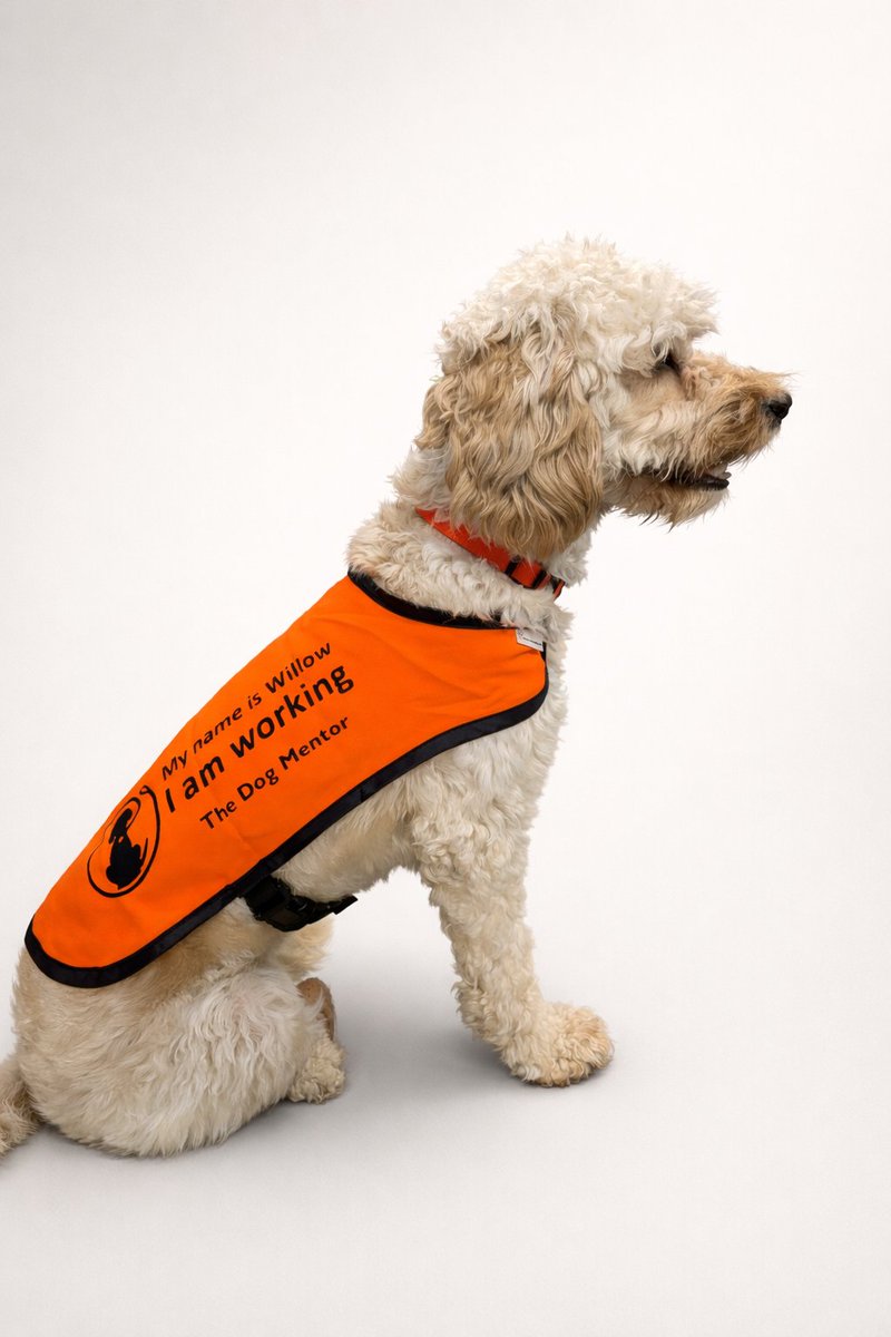 beechcliffe's tweet photo. Meet our favorite member of staff 🐾 Willow 🐾
Willow is our school therapy dog she is an 18 month old cockapoo. She brings so much love to our school and has been a pawsome addition to our team!
#ExcellenceForAll https://t.co/Aqu06smhbf