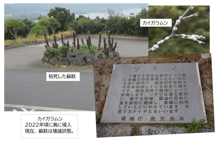 iwanapapa's tweet photo. 2中旬に奄美大島をほぼ一周してきた。蘇鉄の街路樹､群生地が枯死しており全滅状態にビックリ。原因は島に侵入したカイガラムシと云う。カイガラムシの表皮は油性で農薬が流れ落ち効果が無いらしい。 https://t.co/vlFB48LJZx
