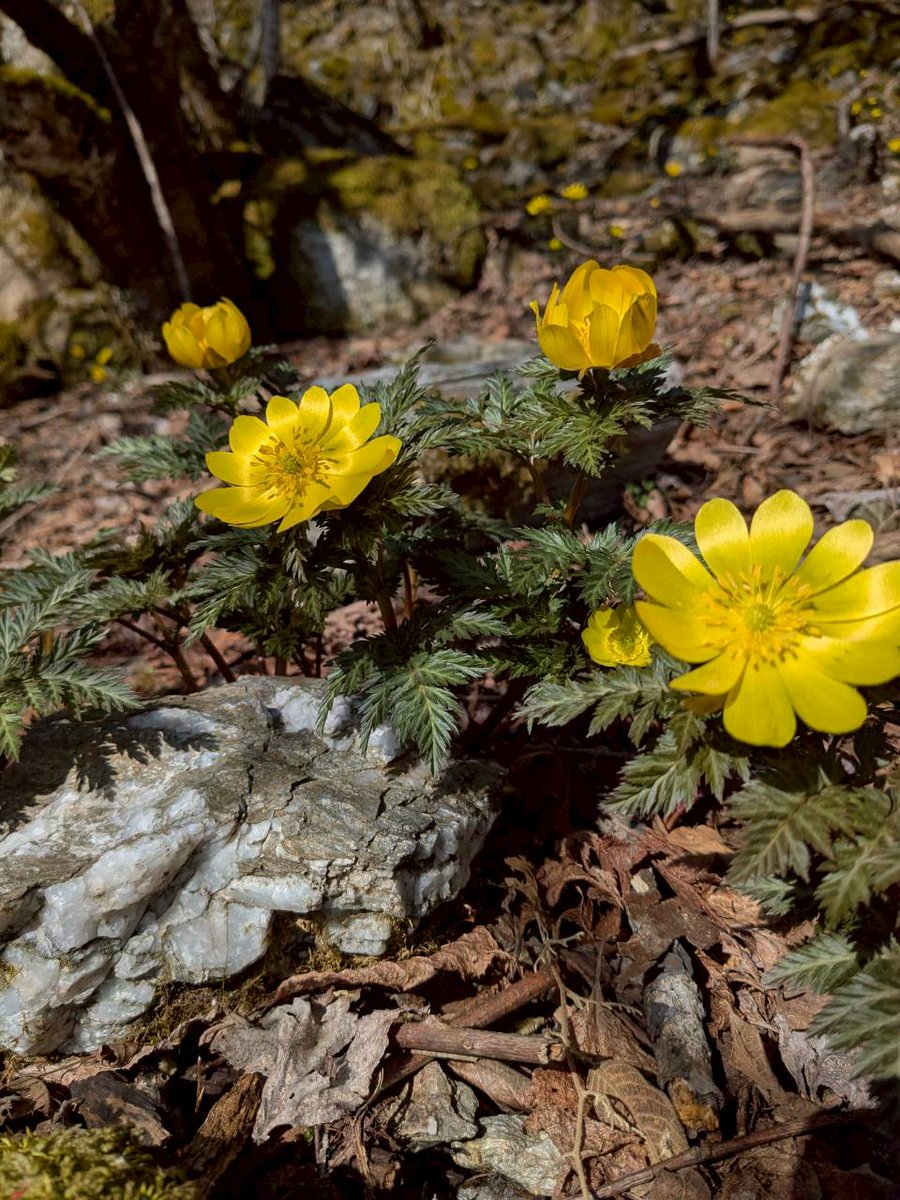 春奇知 tweet media