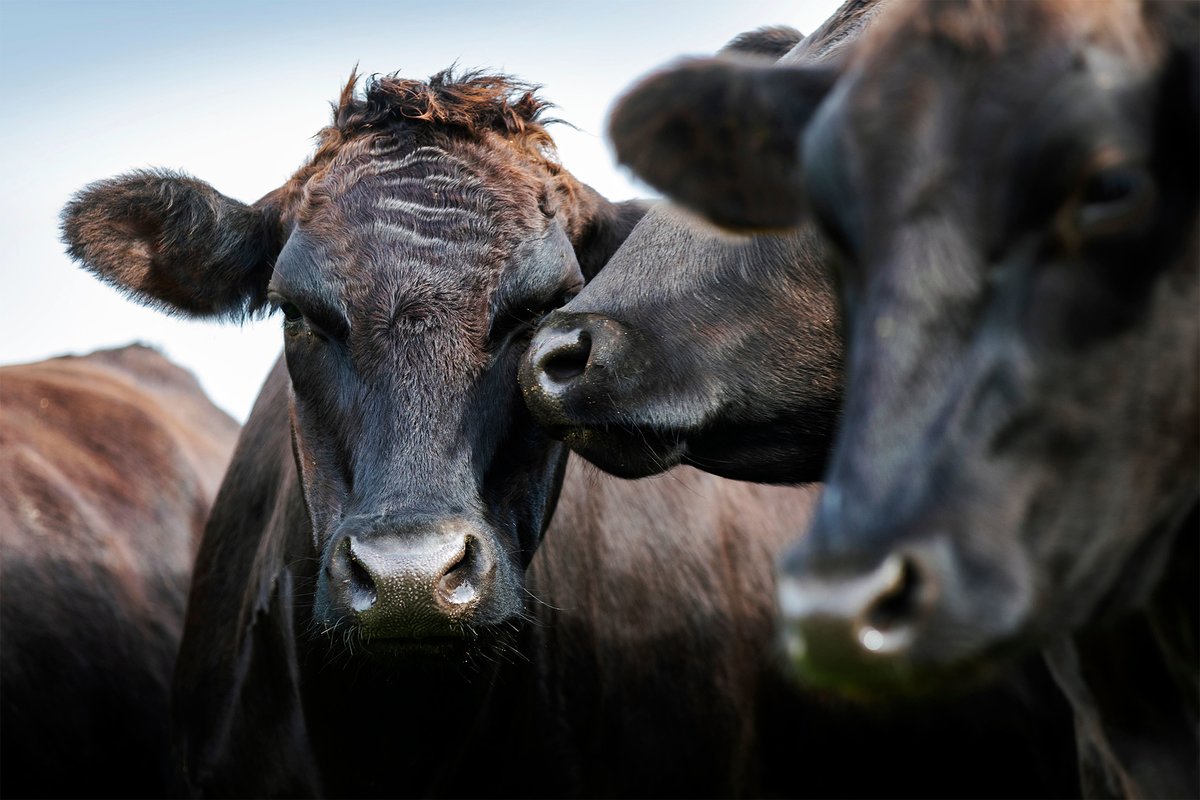 Brown&Co Rural tweet media