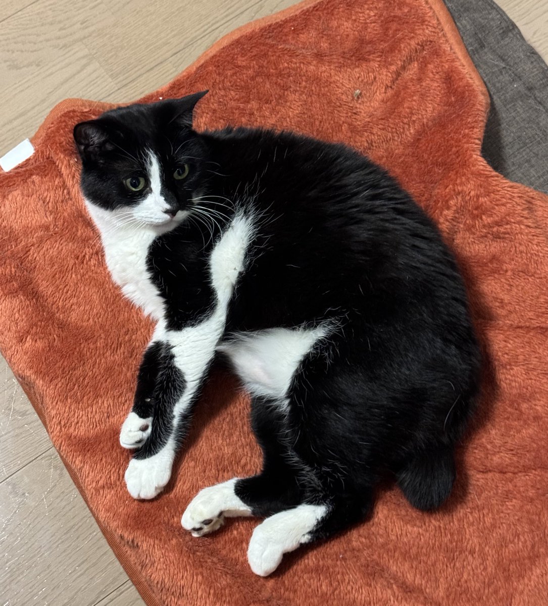 ネオジャンボ餃子🥟 tweet media