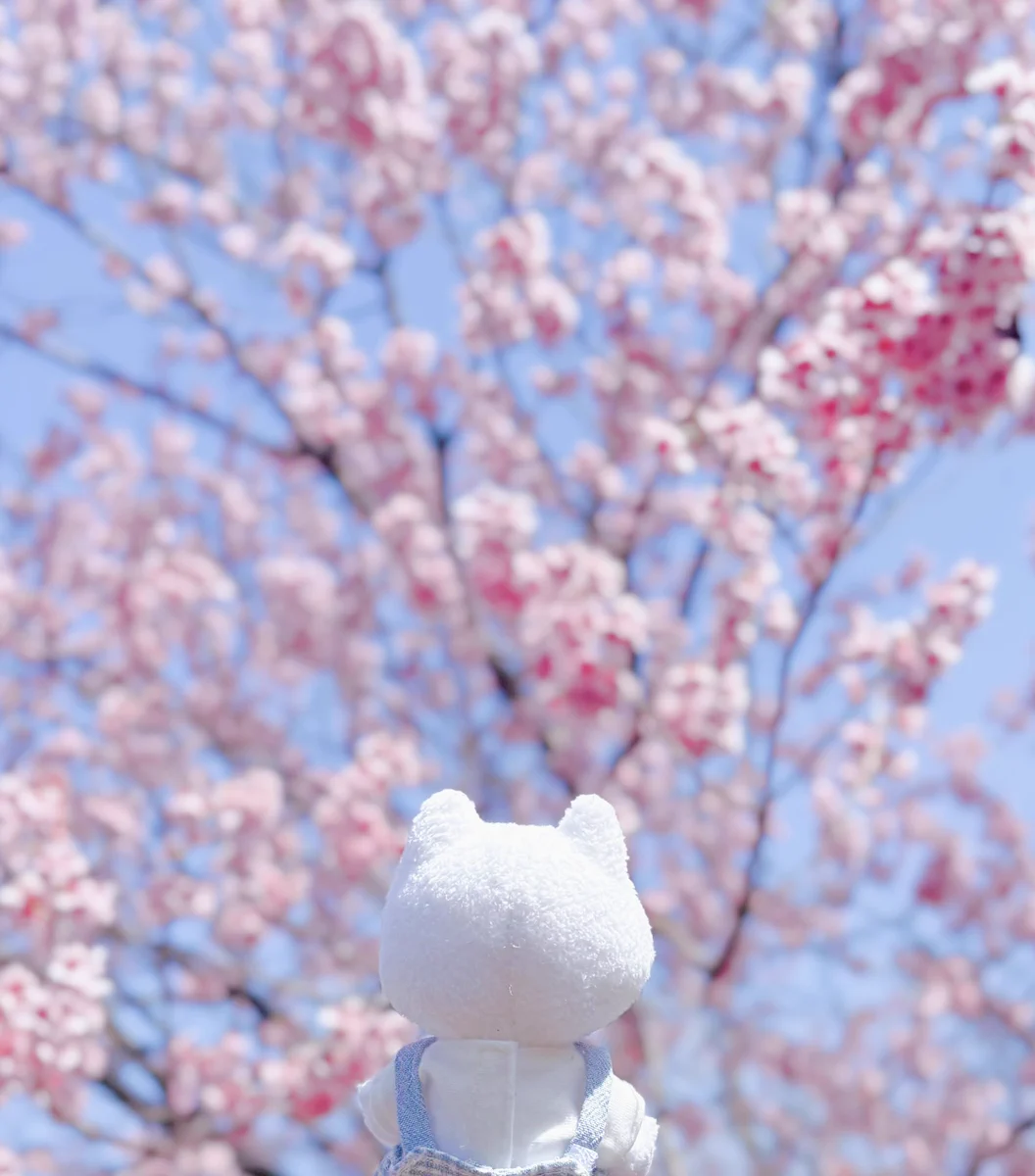 さく on X: 