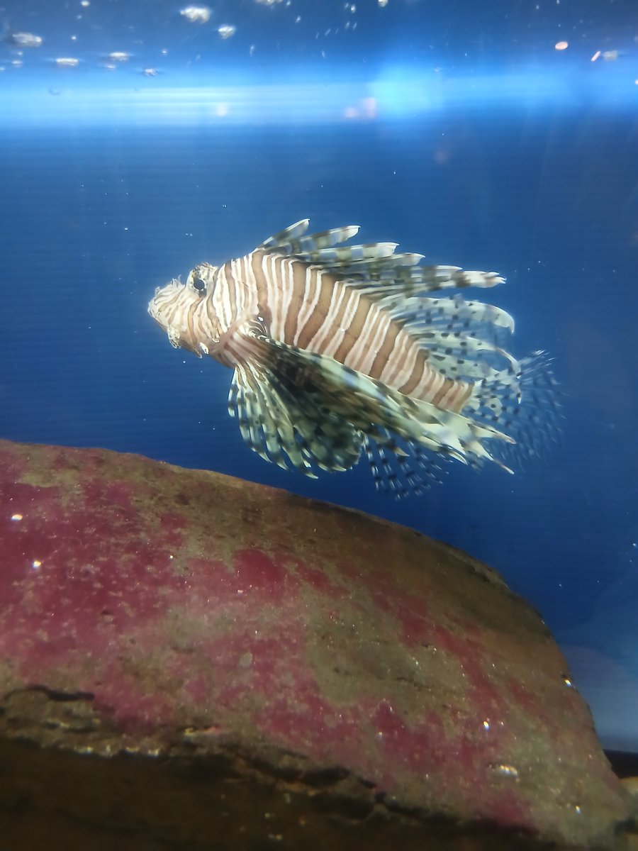 seadonut's tweet photo. シードーナツクイズ🍩

とってもよく似たお魚ですが…違う名前のお魚なんです。
どこが違うかわかりますか？

答えは明日！ https://t.co/borlJcGYrT