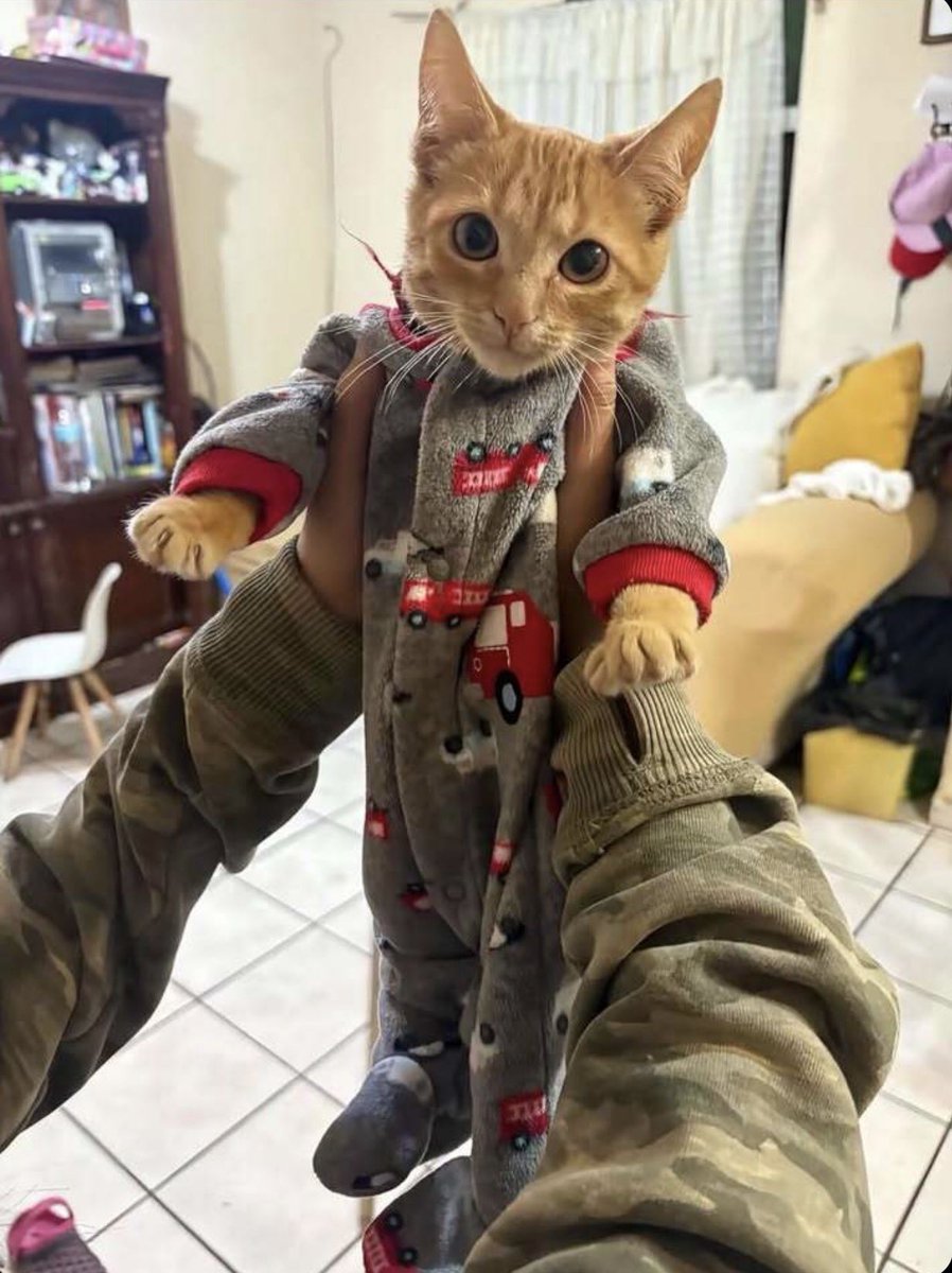 Dr. meow tweet media