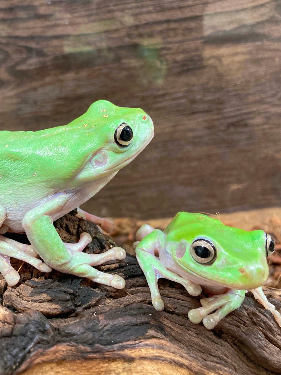 ELMER l エルマー@4/26(日) JH静岡 tweet media