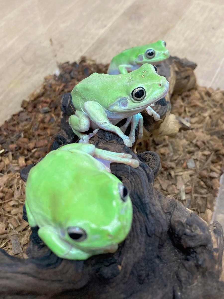 ELMER l エルマー@4/26(日) JH静岡 tweet media