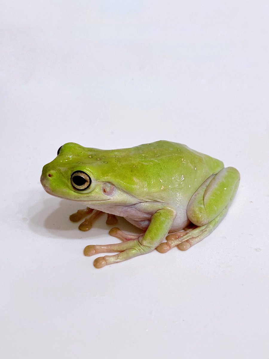 ELMER l エルマー@4/26(日) JH静岡 tweet media