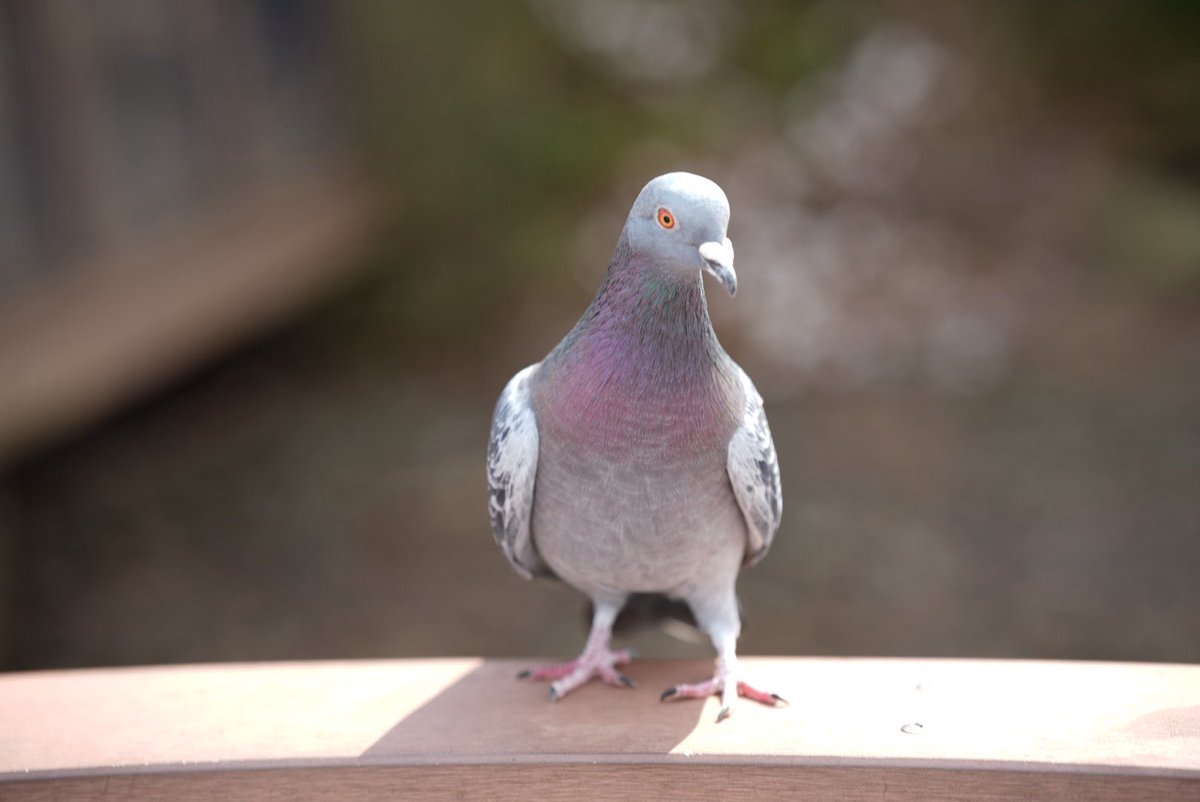 ねろ( ³ω³ )@12TDC📸 tweet media