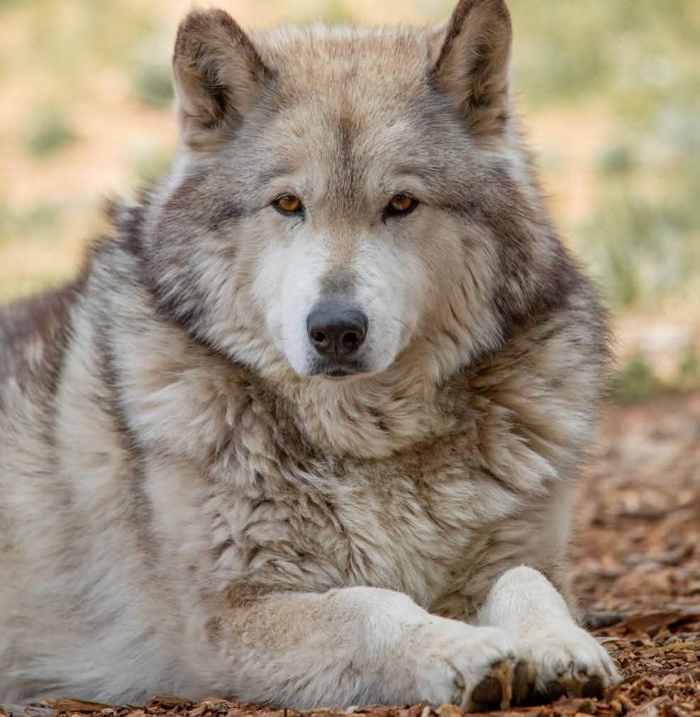 wolf lover community tweet media