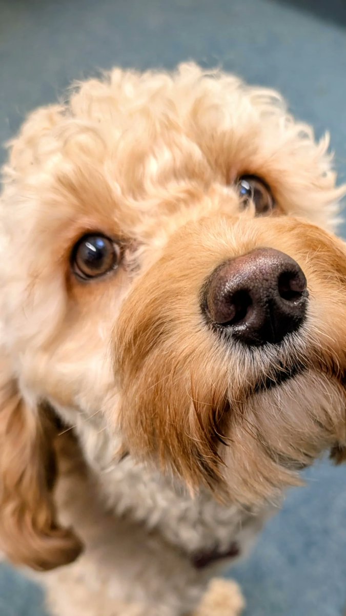 beechcliffe's tweet photo. Meet our favorite member of staff 🐾 Willow 🐾
Willow is our school therapy dog she is an 18 month old cockapoo. She brings so much love to our school and has been a pawsome addition to our team!
#ExcellenceForAll https://t.co/Aqu06smhbf
