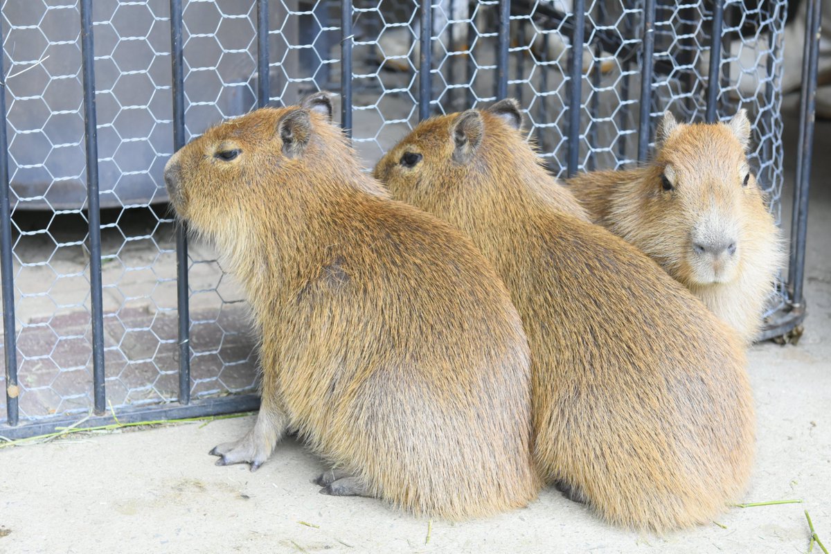 八重樫です。(カピバラ大好き) tweet media