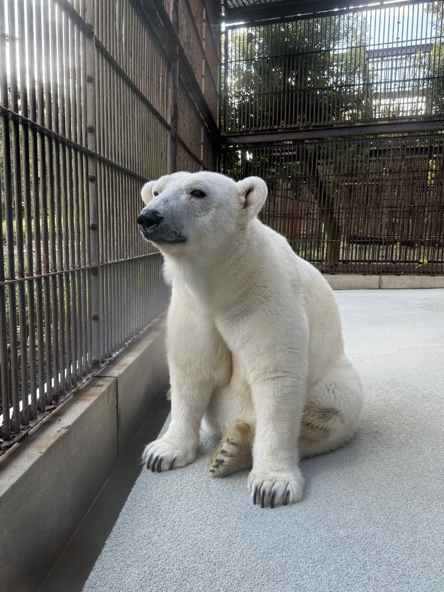 さるちゃん tweet media