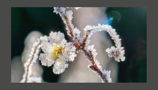 arpaveneto's tweet photo. ❄️#gelate #tardive in pianura possibili nelle prossime notti
#Arpav con il servizio previsionale #Angela supporta gli agricoltori che potranno seguire l'evolversi della situazione in tempo reale
per saperne di più https://t.co/ZhX6jlX0yd https://t.co/GotAx65o7V