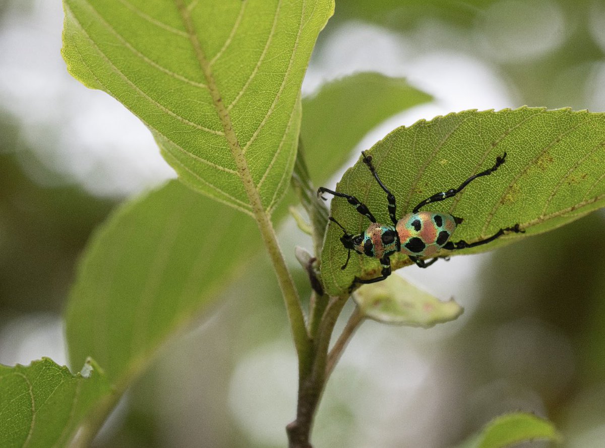 柳澤 静磨 （ゴキブリ研究者） tweet media